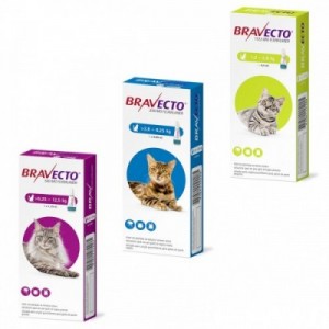 BRAVECTO gatto S 1... 2
