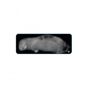 CR8 IMAGE PLATE IPX SIZE 6... 2