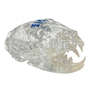 MODELLO CRANIO GATTO CON...