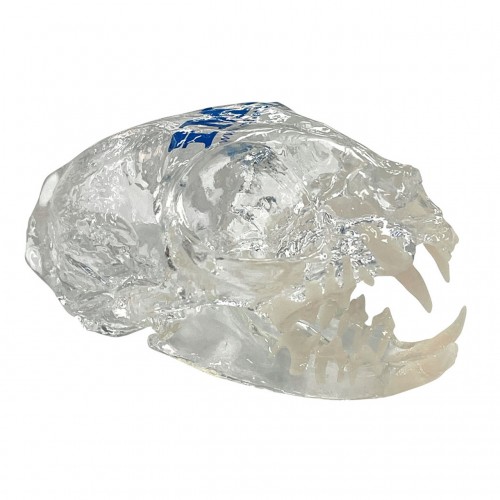 MODELLO CRANIO GATTO CON SCHEDA