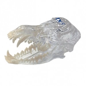 MODELLO CRANIO CANE CON...