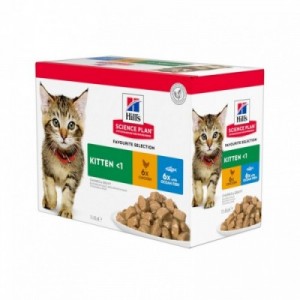 SP GATTO KITTEN miste 12 bs... 2