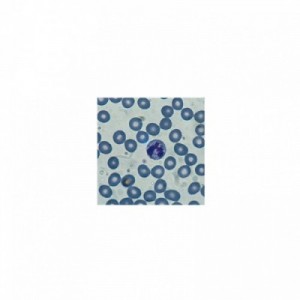 MGG QUICK STAIN 3 REATTIVI...